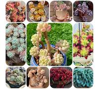 Semi di sedum - Le perenni sono Il sedum semi resistenti, rustiche per balconi d'appartamento verdi perenne 300pcs