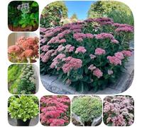 Semi di Sedum, resistenti verdi prodotti sostenibili vecchie varietà resistenti per giardini rocciosi balcone giardino aromatiche 350pcs