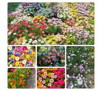 semi di selvatici - giardino interno d'appartamento balcone con raro giardino roccioso tappezzanti resistenti in vaso rampicanti 800pcs