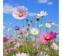 semi di selvatici rampicanti d'appartamento esotiche giardino sul balcone giardino balcone resistenti in vaso per l'arredamento dell'ufficio 500pcs