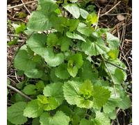 Semi di senape all'aglio - Alliaria petiolata - orto balcone di medicinali prodotti sostenibili di copertura 80pcs