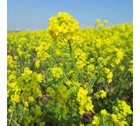 semi di senape Brassica juncea - interno semi di vaso, resistenti balcone resistenti 1000pcs
