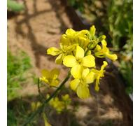 semi di senape gialla, balcone, resistenti decorazione giardino 550pcs