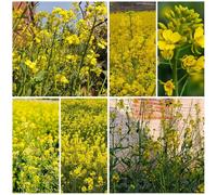 semi di senape gialla, decorazione da balcone giardino resistenti 1000pcs