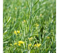 semi di senape gialla, decorazione del giardino esterno, resistenti 1500pcs