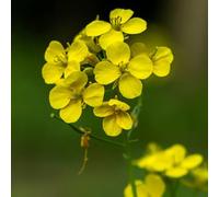 semi di senape gialla, giardino balcone decorazione esterno resistente esotiche 500pcs