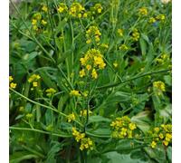 semi di senape gialla, giardino resistenti decorative 100pcs