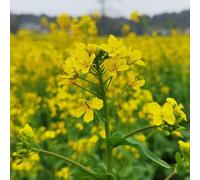 semi di senape gialla, resistenti in vaso decorazione da balcone giardino 250pcs