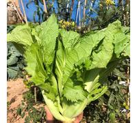 Semi di senape Le da giardino roccioso sono resistenti di senape, Brassica juncea, orto invernale Balcone invernali 50pcs