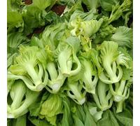 Semi di senape, orto invernale di senape, Brassica juncea, vecchi orto vecchie varietà, 100pcs