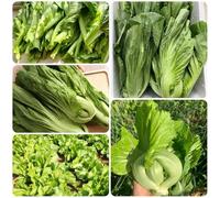 Semi di senape, Semi di Brassica juncea - semi di orto sul balcone resistenti per il giardino acquistare 60pcs