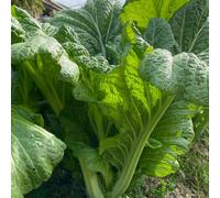 Semi di senape, vecchi di senape, Brassica juncea, rare vecchie varietà, invernali da orto 80pcs