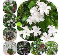 semi di serissa balcone rare giardino roccioso per i luoghi soleggiati giardino di balcone vecchie varietà primaverili resistenti 600pcs