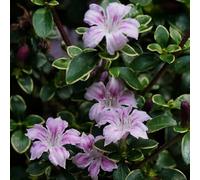 Semi di Serissa foetida, semi di selvatici farfalle serre da balcone del esotiche decorazione floreale giardino arbusti decorazione 85pcs