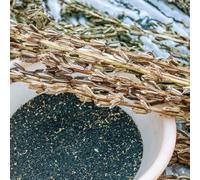 semi di sesamo nero semi biologici balcone resistenti - rari - giardino interni esotici ufficio 450pcs