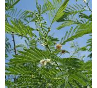 semi di seta - biologici balcone decorazione 100pcs