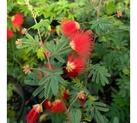 semi di seta - biologici decorativa balcone perenni resistenti 420pcs