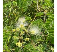 semi di seta - biologici resistenti vecchie varietà aiuola rialzata da balcone 500pcs
