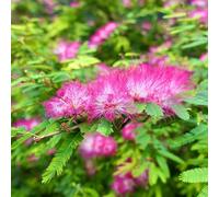 semi di seta, da balcone resistenti in esotiche comprare 10pcs