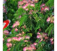 semi di seta - decorazione balcone biologici esotiche giardino resistenti 150pcs