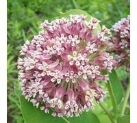 semi di seta - esterni resistenti esotiche asclepiade giardino perenni in vaso estremamente 300pcs