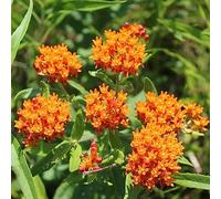 semi di seta - giardino resistenti asclepiade perenni balcone 100pcs