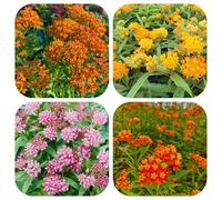 semi di seta - perenni asclepiade balcone in vaso estremamente resistenti 150pcs