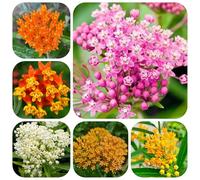 semi di seta - perenni asclepiade resistenti 500pcs