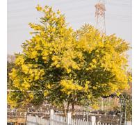 semi di seta, perenni resistenti d'appartamento per balconi da giardino 100pcs