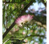 semi di seta, resistenti al sonno giardino primavera semi di giardino 200pcs