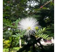 semi di seta resistenti - balcone, in vaso 20pcs