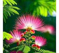 semi di seta resistenti giardino semi esotici interni di perenne selvatiche giardino resistente 40pcs