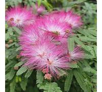 semi di seta resistenti - in vaso da giardino balcone 180pcs