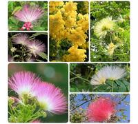 semi di seta resistenti - in vaso giardino 200pcs