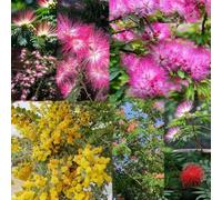 semi di seta resistenti letto elevato balcone decorazione primavera rara perenne resistenti balcone semi di 200pcs