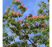 semi di seta resistenti - perenni giardino balcone, esotiche 10pcs