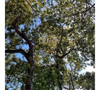 semi di seta resistenti - perenni giardino vecchie varietà 120pcs