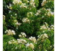 Semi di seta, semi di del sonno, da balcone Albizia julibrissin, da giardino roccioso resistenti esterno biologici per luoghi soleggiati 10pcs