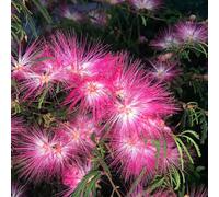 Semi di seta, semi di del sonno, da giardino roccioso resistenti Albizia julibrissin, per luoghi soleggiati decorazione da giardino per 80pcs