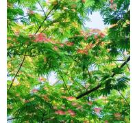 Semi di seta, semi di del sonno, per luoghi soleggiati Albizia julibrissin, verdi sempreverdi resistenti da giardino roccioso 50pcs