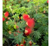Semi di seta, semi di del sonno, re un Albizia julibrissin, per luoghi soleggiati decorazione da giardino per esterni rare 40pcs