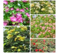 Semi di seta, semi di del sonno, regali per gli amanti del giardino, decorazione da giardino per esterni 60pcs