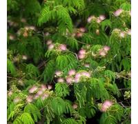 Semi di seta, semi di del sonno, sempreverdi resistenti Albizia julibrissin, decorazione da giardino per esterni rare per luoghi 100pcs