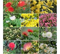 semi di seta semi di prato selvatico perenne, serie raras - balcone 10pcs