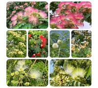 semi di seta - vecchie varietà balcone decorazione biologici 300pcs