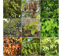 Semi di seto di carpa insolito montagna sostenibile giardino prova inverno giardino rocce serie rare 10pcs