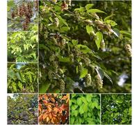 Semi di seto di carpa semi esotici ornamentali resistenti per il giardino stelo resistente serie rare 50pcs