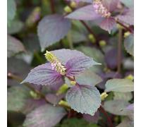 semi di shiso perilla, balcone giardino interno resistenti selvatici 500pcs