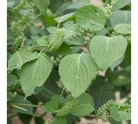 Semi di Shiso - Semi di Perilla - semi biologici rare semi di esotiche Le perenni sono da 50pcs