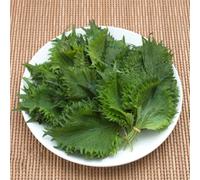 Semi di Shiso - Semi di Perilla - semi di esotiche Le da giardino sono regali di semi di d'appartamento cucina del 300pcs